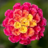 5" pot - Lantana