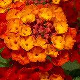 5" pot - Lantana