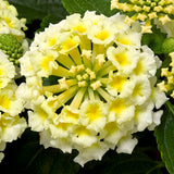 5" pot - Lantana
