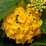 5" pot - Lantana