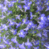 5" pot - Lobelia