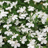 5" pot - Lobelia