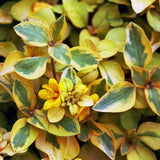 4.5" pot - Lysimachia