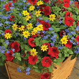 6" pot - Combos