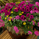 6" pot - Combos
