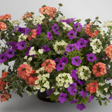 6" pot - Combos