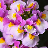 5" pot - Nemesia