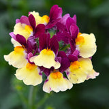 5" pot - Nemesia