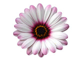 5" pot - Osteospermum (African Daisy)