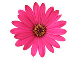 5" pot - Osteospermum (African Daisy)
