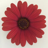 5" pot - Osteospermum (African Daisy)