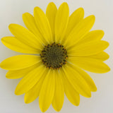 5" pot - Osteospermum (African Daisy)