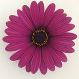 5" pot - Osteospermum (African Daisy)