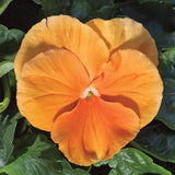 3.5" pot - Pansy