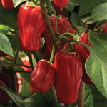 4" pot - Peppers