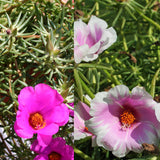 10" Hanging Basket - Moss Rose