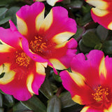 5" pot - Moss Rose (Portulaca)