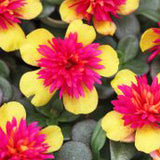5" pot - Moss Rose (Portulaca)