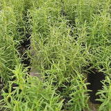 Herb - 4" pot