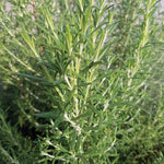 Herb - 4" pot
