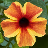 5" pot - Thunbergia