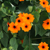 5" pot - Thunbergia