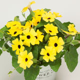 5" pot - Thunbergia