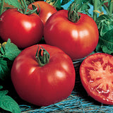 6.3" pot - Tomatoes