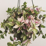 10" Hanging Basket - Tradescantia