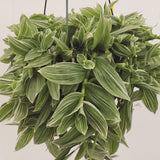 10" Hanging Basket - Tradescantia