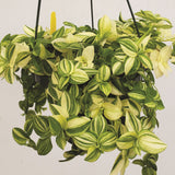 10" Hanging Basket - Tradescantia