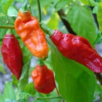 4" pot - Peppers