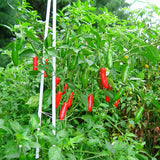 4" pot - Peppers
