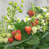 Vertical Farmer - 14" Patio Pot