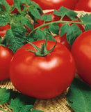 6.3" pot - Tomatoes