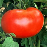 6.3" pot - Tomatoes