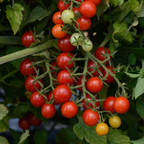 6.3" pot - Tomatoes