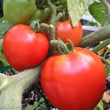 6.3" pot - Tomatoes