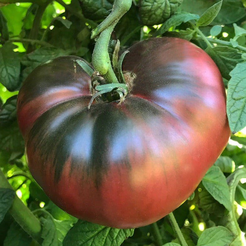 6.3" pot - Tomatoes