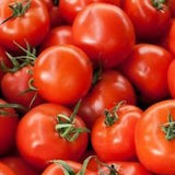 6.3" pot - Tomatoes