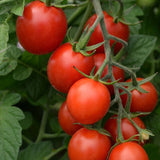 6.3" pot - Tomatoes