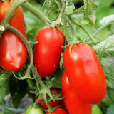 6.3" pot - Tomatoes