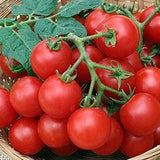 6.3" pot - Tomatoes