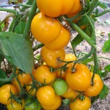6.3" pot - Tomatoes