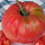 6.3" pot - Tomatoes