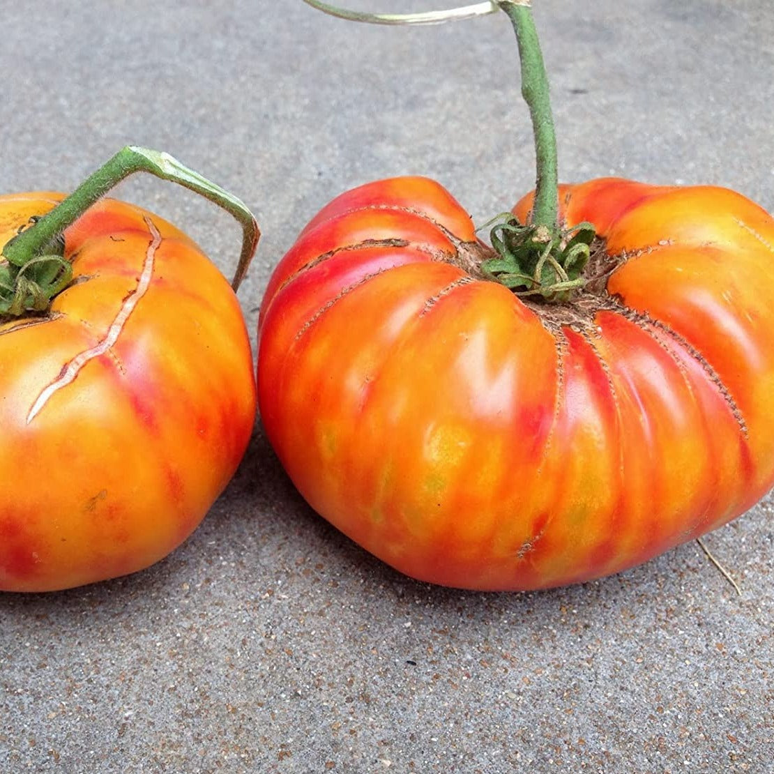 6.3" pot - Tomatoes