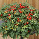Vertical Farmer - 12" Hanging Baskets