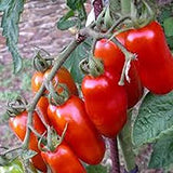 6.3" pot - Tomatoes
