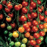 6.3" pot - Tomatoes