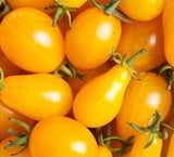 6.3" pot - Tomatoes
